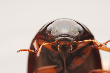 water scavenger beetle on a white background, North China