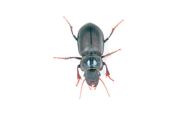 Carabidae insects in natural state, North China