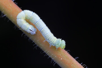 Lepidoptera larvae in the wild, North China