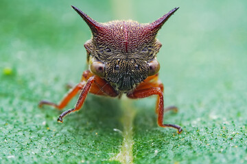 Leaf cicada on wild plants, North China