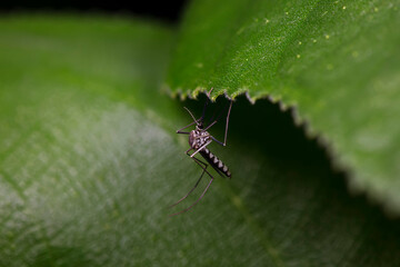 mosquito insect in the wild, North China