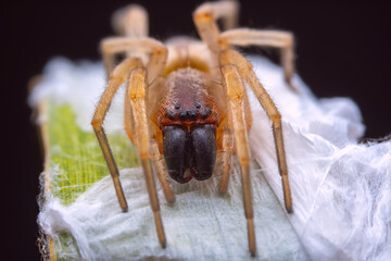 Spiders in the wild, North China