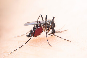 mosquito insect in the wild, North China