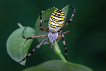 Spiders in the wild, North China