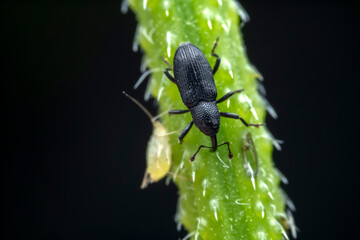 Weevil on wild plants, North China