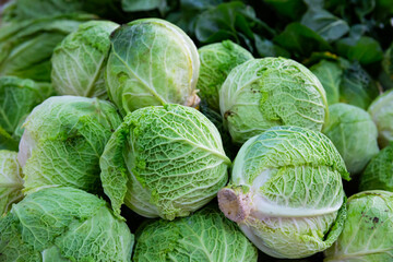 Fresh cabbage heads as background.