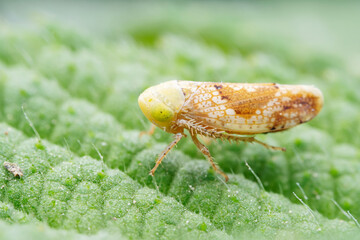 Leaf cicada on wild plants, North China