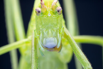 Katydid nymphs in the wild, North China