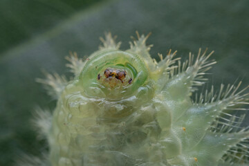 Lepidoptera larvae in the wild, North China