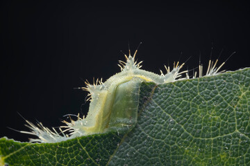Lepidoptera larvae in the wild, North China