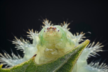 Lepidoptera larvae in the wild, North China