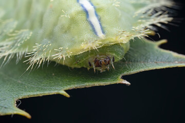 Lepidoptera larvae in the wild, North China
