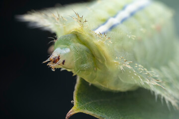 Lepidoptera larvae in the wild, North China