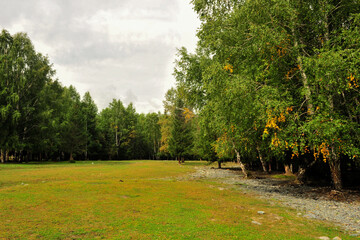 Beautiful birch forest and grassland scenery