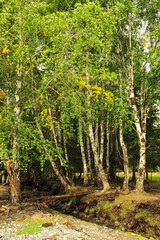 Beautiful birch forest and grassland scenery
