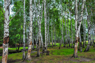 Beautiful birch forest and grassland scenery - obrazy, fototapety, plakaty