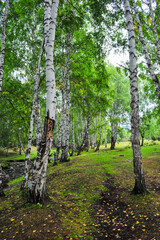 Beautiful birch forest and grassland scenery