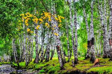 Beautiful birch forest and grassland scenery