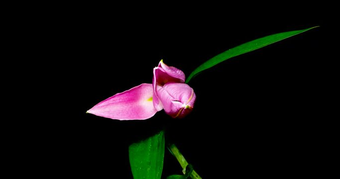 百合の開花タイムラプス