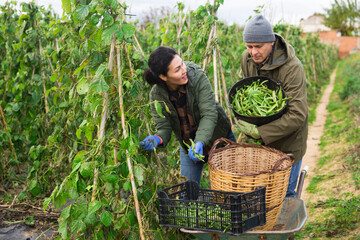 European man and Asian woman harvesting kidney beans on plantation.