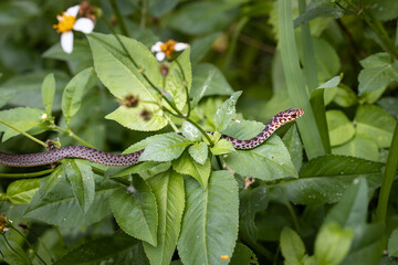 Spotted Snake slithering through the brush