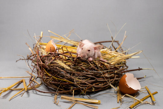 Close-up of a rat in a nest with chicken eggs. Concept of rodent control.