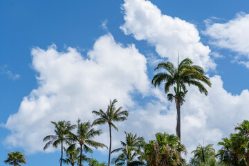 Obraz premium The group of palm trees against the blue sky 