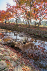 奈良公園