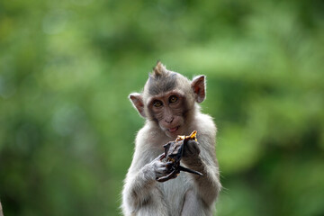 可愛いサル