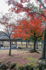 Naklejka na ściany i meble 奈良公園
