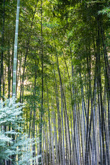 Fototapeta na wymiar A zen like bamboo forest at the Kodaiji Temple in Kyoto Japan