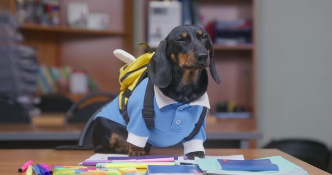 Cute dachshund puppy in school uniform is obediently sitting at desk with backpack in form of bee, it is looking around ready for the lesson, notebooks and stationery are scattered on table.