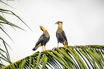 Couple of beautiful crested caracara birds together on palm tree