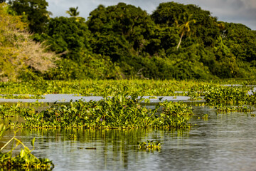 Scenic floating plants on Orinoco river in Venezuela