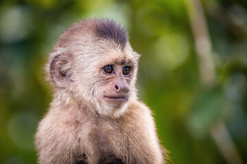 Naklejka na ściany i meble Beautiful portrait of capuchin wild monkey close up smiling