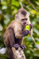 Beautiful portrait of capuchin wild monkey eating fruit