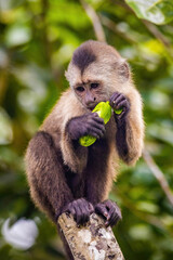 Beautiful portrait of capuchin wild monkey eating fruit