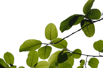 Fototapeta na wymiar Green tree branch isolated on white background