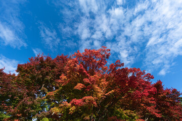 紅葉と青空