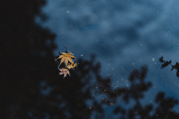 水面に落ち葉