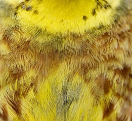 Fototapeta premium plumage background