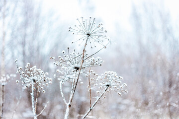 dry flower in winter