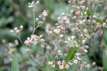Little Ironweed flower in nature garden