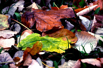 fallen colorful autumn leaves