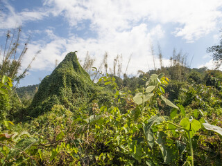 Forêt primaire tropicale en zone humide envahie par des plantes invasives (Asie du Sud-Est))