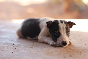 puppy on the beach