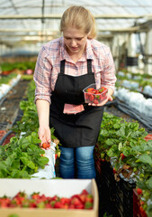 Woman gardener in apronduring harvesting of fresh strawberries in greenhouse