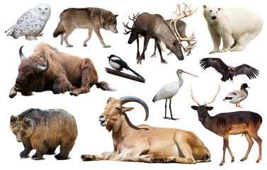 Obraz premium collection of different birds and mammals from Europe isolated on white background.