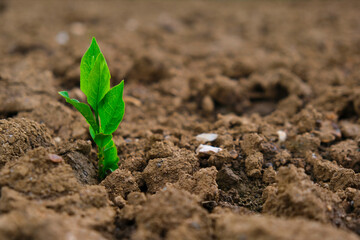  seedling in the ground in field.New life concept. Green sprout in dry cracked soil. Agriculture...