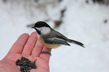 Hand feeding Chickadee bird